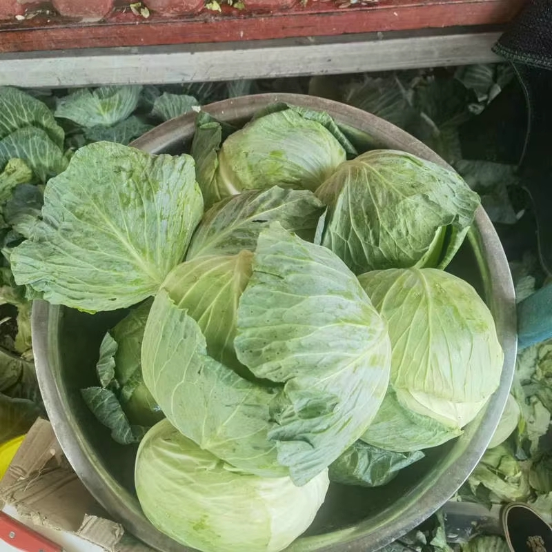 Factory Price, Fresh Cabbage, Supermarket Quality