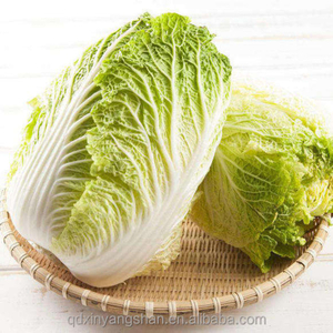 Fresh Green Cabbage And Mashed Potato Bags, High Quality at Competitive Prices
