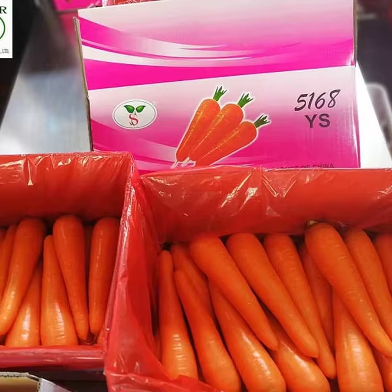 Professional Exporter of Yellow Carrots, Offering Cardboard Box Packaging in 10kg And 8kg Size