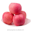 High-quality Fresh Chinese Apples at The Best Wholesale Prices