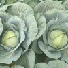 Factory Price, Fresh Cabbage, Supermarket Quality