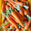 Professional Exporter of Yellow Carrots, Offering Cardboard Box Packaging in 10kg And 8kg Size