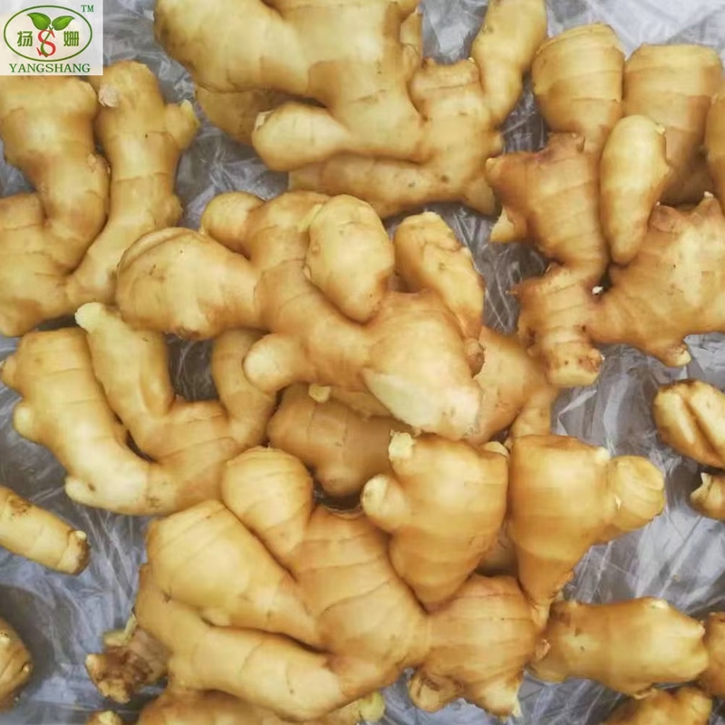 Manufacturer's Price for Fresh Ginger 100g, 150g, 200g
