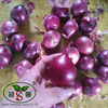 High-quality Fresh Chinese Red Onions for Export, Available at Wholesale Prices