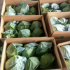 Factory Price, Fresh Cabbage, Supermarket Quality