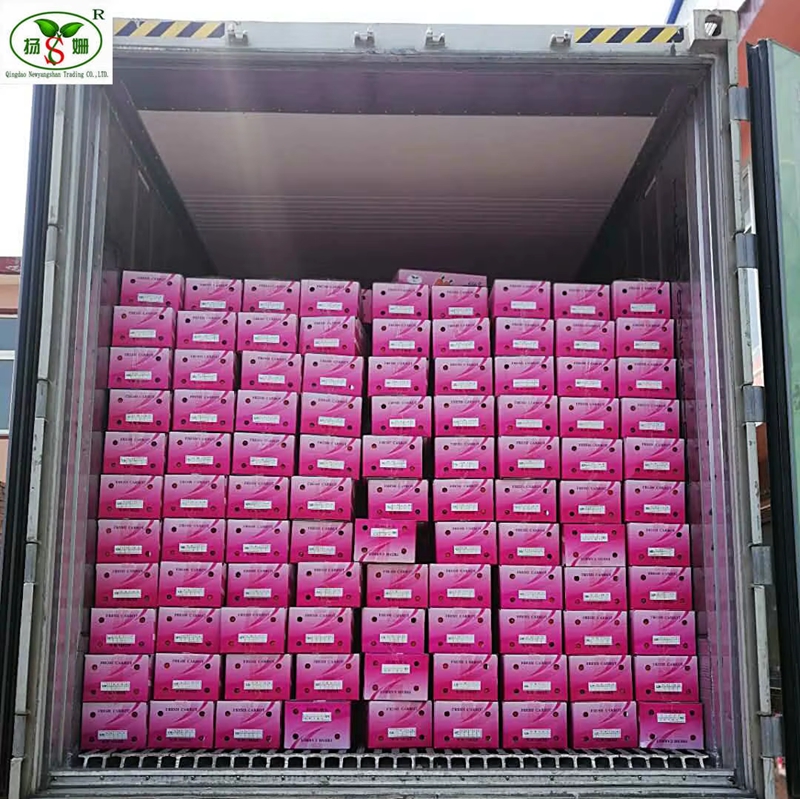Professional Exporter of Yellow Carrots, Offering Cardboard Box Packaging in 10kg And 8kg Size
