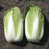 Fresh Green Cabbage And Mashed Potato Bags, High Quality at Competitive Prices