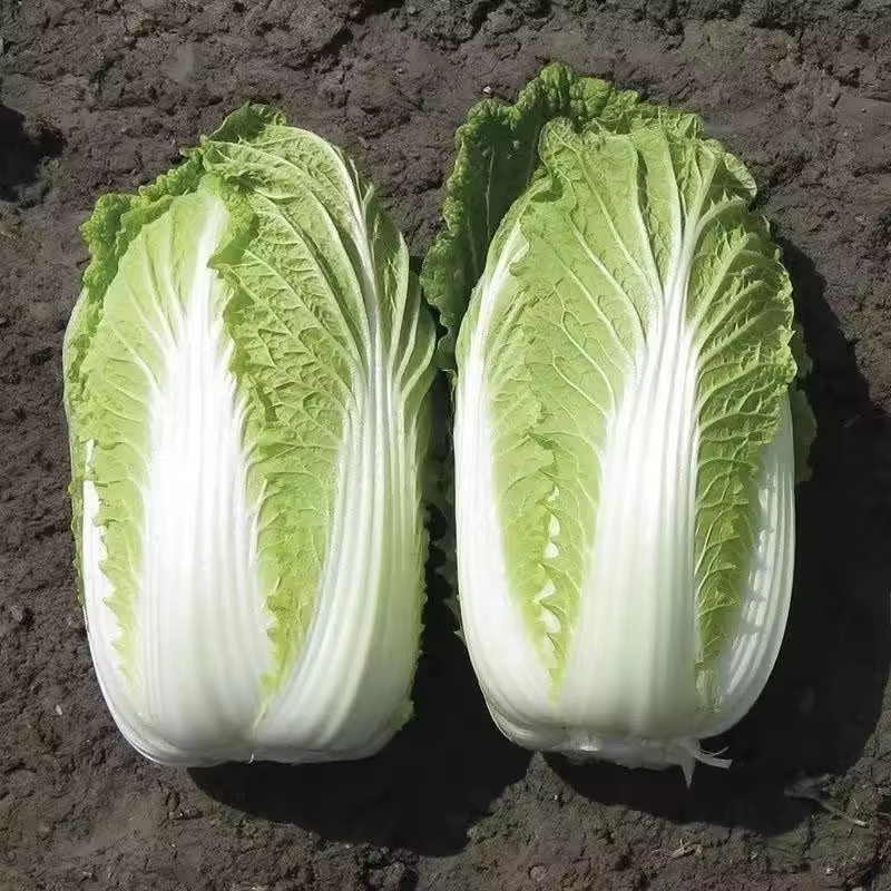 Fresh Green Cabbage And Mashed Potato Bags, High Quality at Competitive Prices
