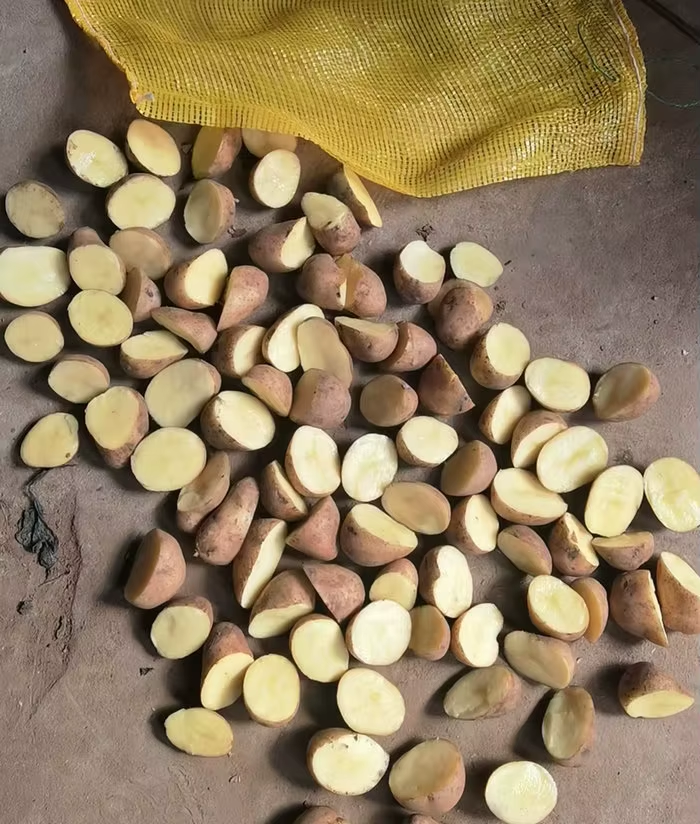Latest Crop of Yellow Sweet Potatoes, Low-priced, Professional Export Wholesaler of Fresh Sweet Potatoes