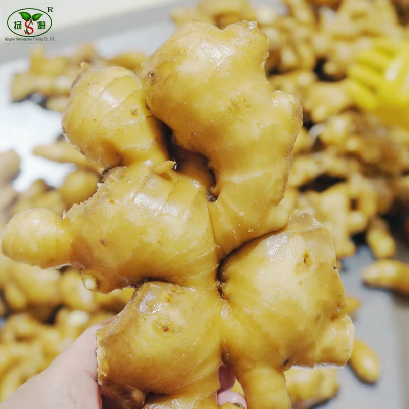 Manufacturer's Price for Fresh Ginger 100g, 150g, 200g