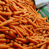 Professional Exporter of Yellow Carrots, Offering Cardboard Box Packaging in 10kg And 8kg Size