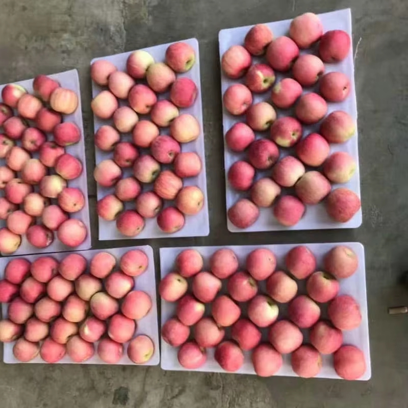 High-quality Fresh Chinese Apples at The Best Wholesale Prices