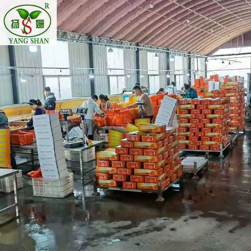 Professional Exporter of Yellow Carrots, Offering Cardboard Box Packaging in 10kg And 8kg Size