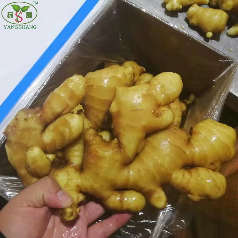 Manufacturer's Price for Fresh Ginger 100g, 150g, 200g